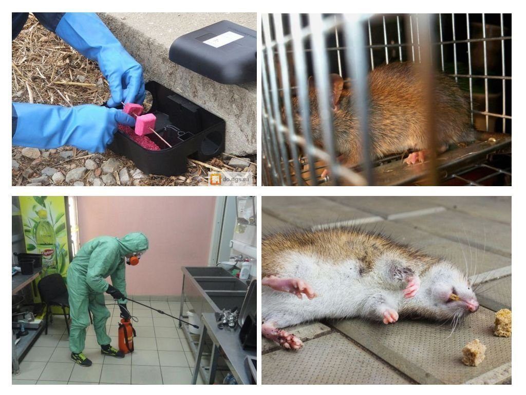 Фирма по уничтожению грызунов, крыс и мышей в Тамбове