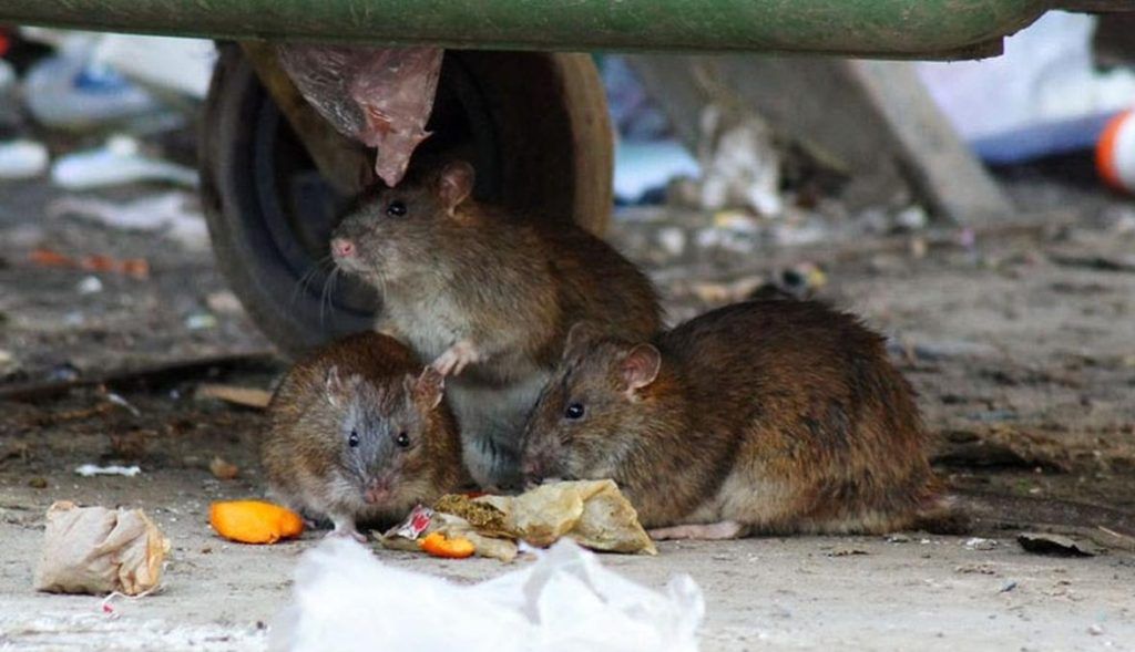 Травить грызунов крыс и мышей в Тамбове