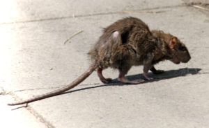 Фирма по уничтожению грызунов, крыс и мышей в Тамбове