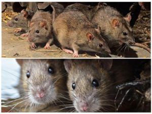 Травить грызунов крыс и мышей в Тамбове