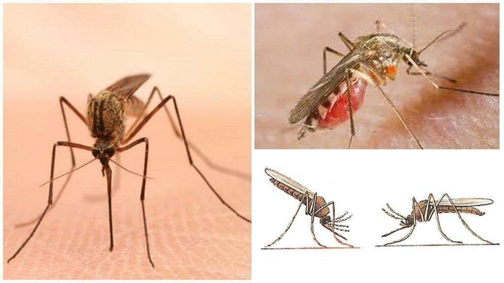 Уничтожение комаров в Тамбове