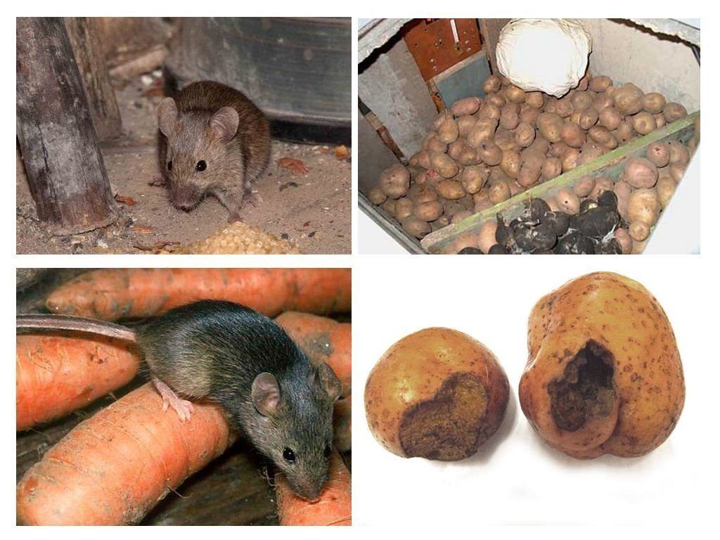 Обработка от грызунов крыс и мышей в Тамбове