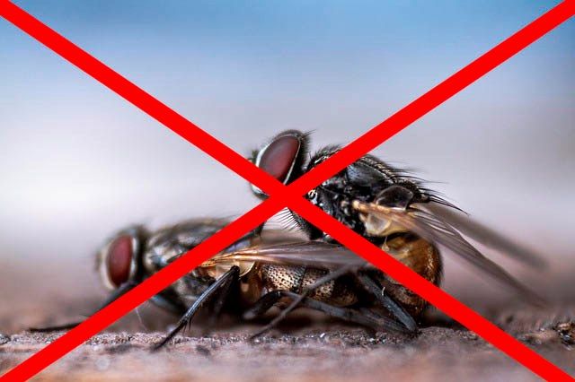 Профессиональное уничтожение мух в Тамбове с гарантией
