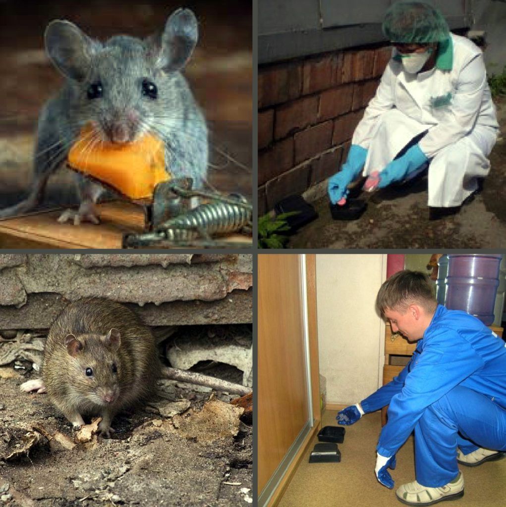 Дезинфекция от грызунов, крыс и мышей в Тамбове
