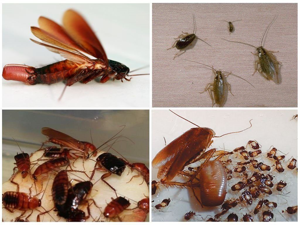 Уничтожение тараканов в квартире в Тамбове 
