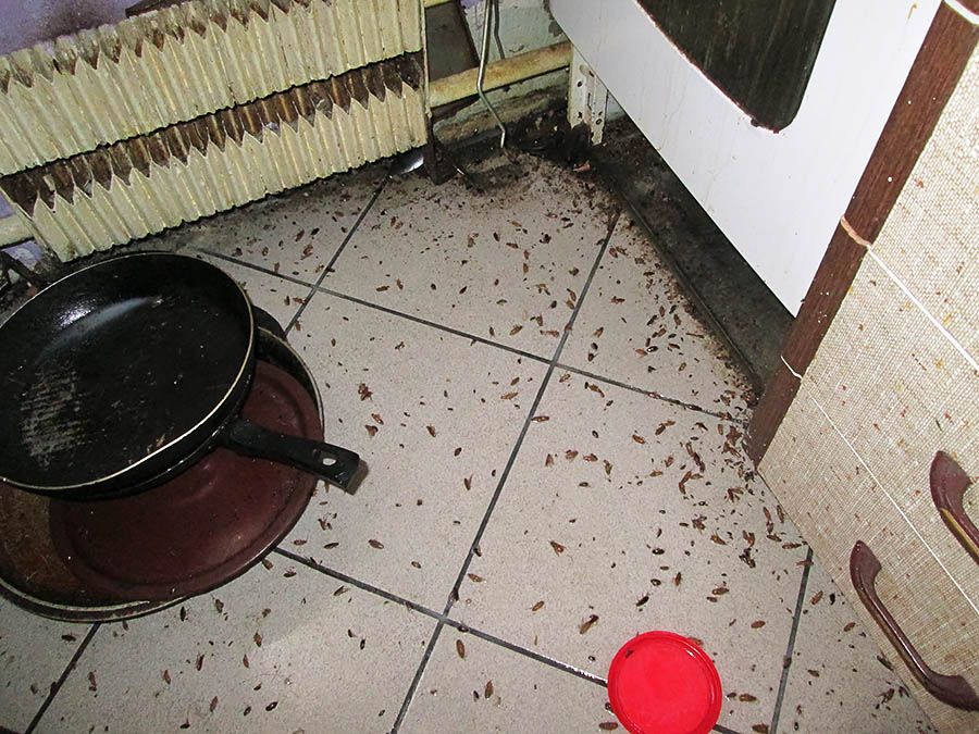 Санэпидемстанция от тараканов в Тамбове, вызвать, цены